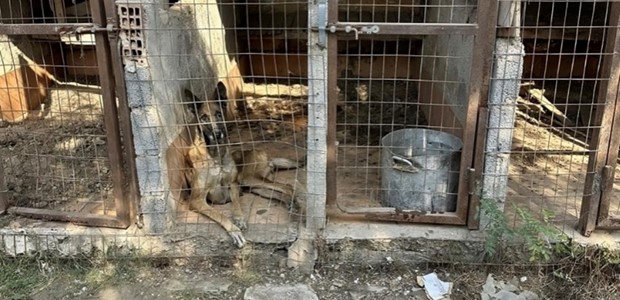 Aθώος, λόγω ψυχικής οδύνης, για το θάνατο της μητέρας του